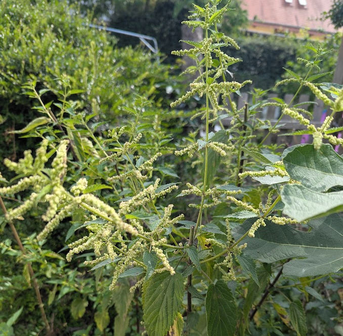 Brennessel im Blüte