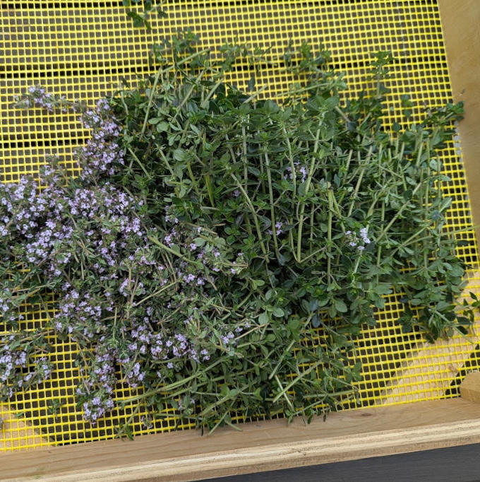 Thymian auf Trockengestell