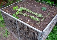 Man kann auch das Kompostgitter bepflanzen.