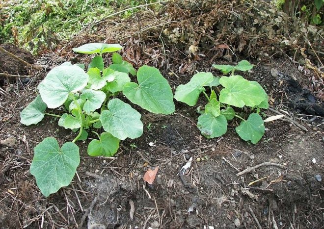 Gartenkürbis: Genaue Anbauanleitung :-) Aussaat Zeitpunkt, Pflege, Düngung