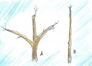 (3.) Einfache Grundgerüste von Obstbäumen.  B = Säulenobst.