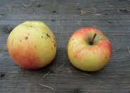 Die Farbe der Äpfel fällt unterschiedlich aus.