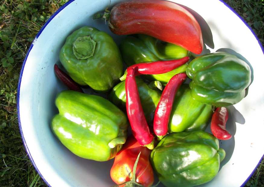 Paprika anbauen – Gemüsepaprika, Peperoni, Chili – Freilandanbau