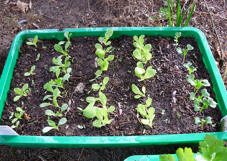 Kopfsalat anbauen – Freilandkultur und Salat im Gewächshaus