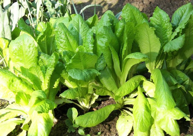Pflücksalat pflanzen – Tipps zum Anbau und zu den Sorten