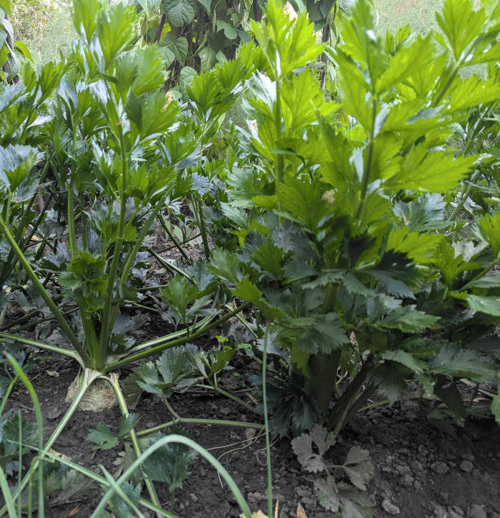Stangensellerie neben Knollensellerie