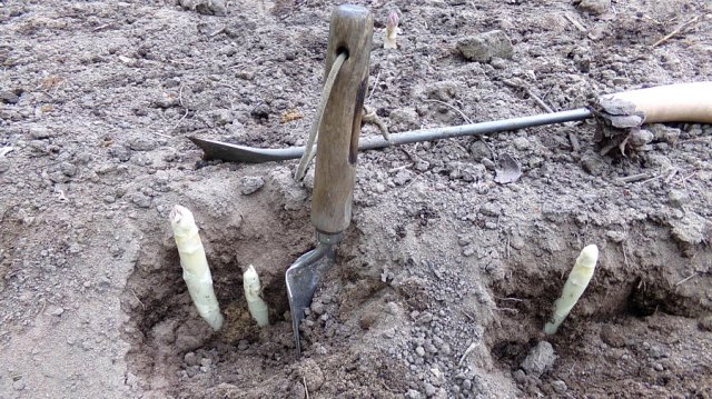 31+ Krokusse Pflanzen Tiefe, Möchten sie die krokuszwiebeln einzeln