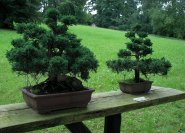 Juniperus chinensis, Chinesischer Wacholder als Bonsai.
