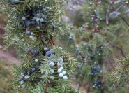 Juniperus communis, heimischer Wacholder.