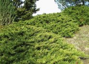 Juniperus sabina tamariscifolia, Tamariskenwacholder als Hangbepflanzung.