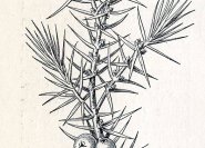Juniperus communis, Gemeiner Wacholder mit weiblichen Blüten und Früchten.
