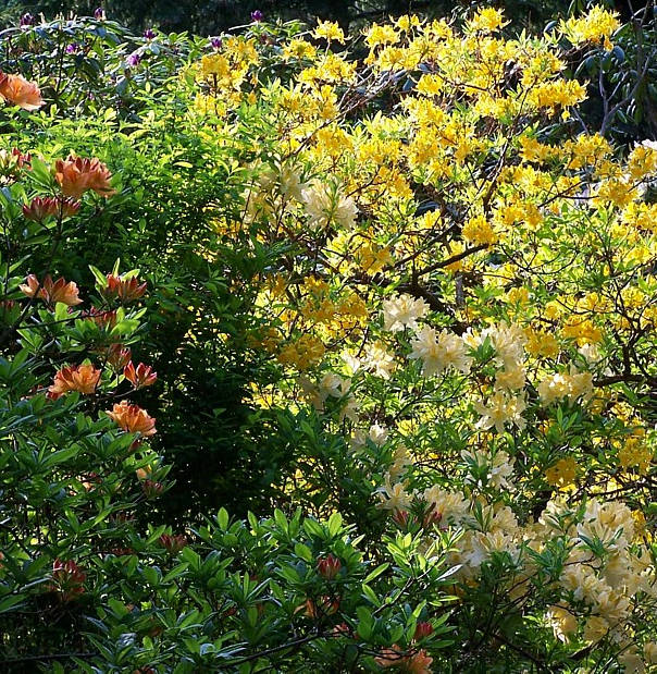 Blühende Azalea molle Hybriden