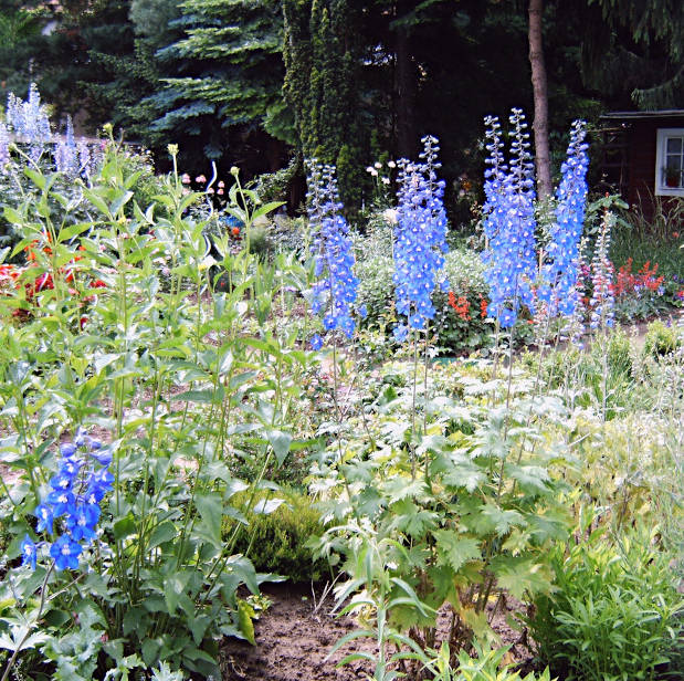 blühender blauer Rittersporn