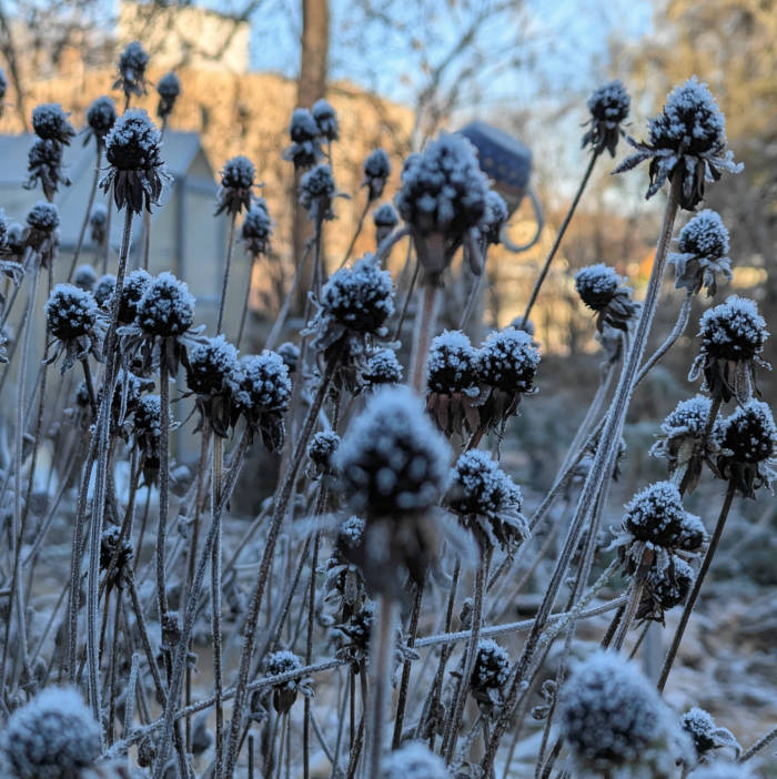 Sonnehut-Blütenstände im Rauhreif