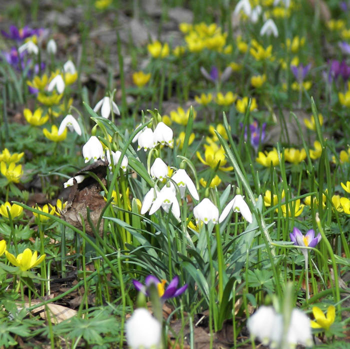 foerster steingarten 1 vorfruehling