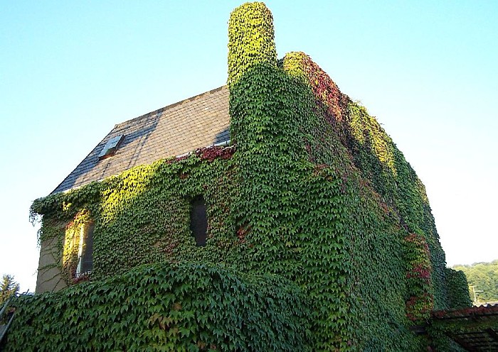 Grüne Hausfassade