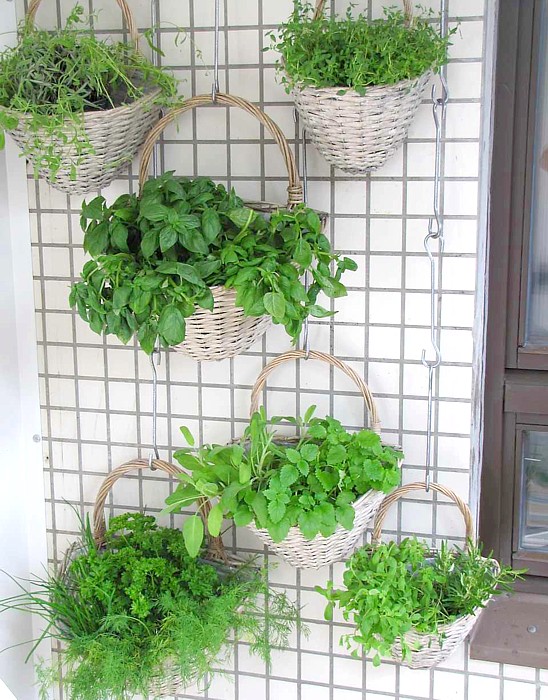 Wie man Kräuter richtig anbaut – Tipps zu Kräutergarten und Balkon