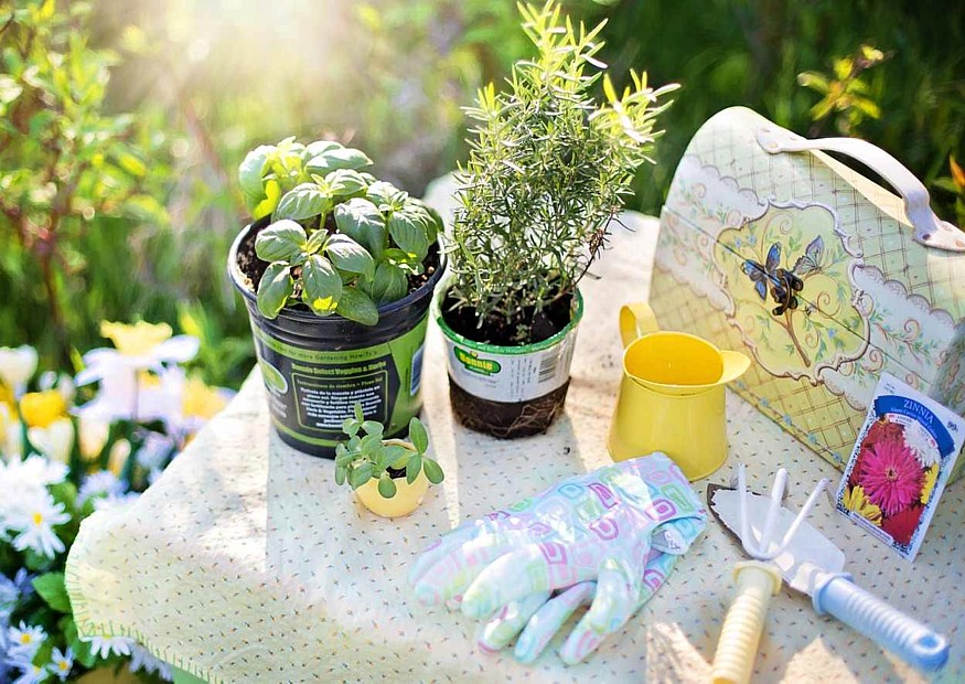 Wie man Kräuter richtig anbaut – Tipps zu Kräutergarten und Balkon