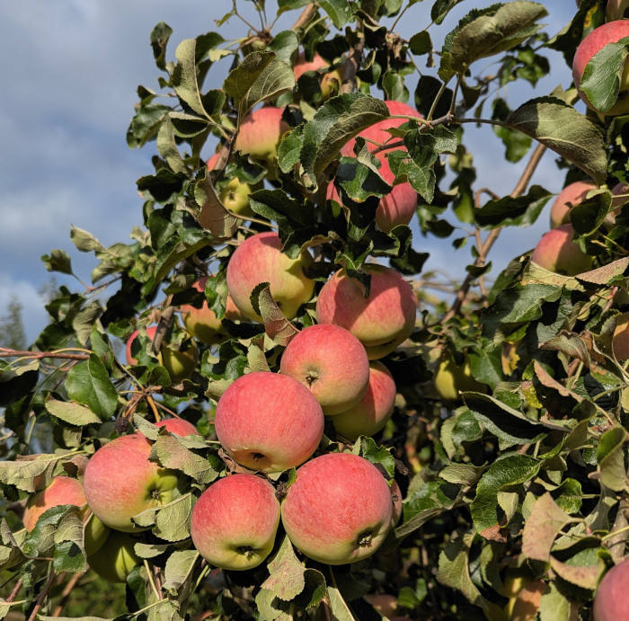 Äpfel am Baum in warmer Sonne