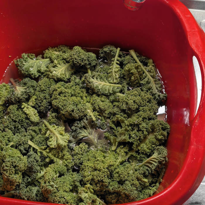 frischer Krauskohl in der Schüssel