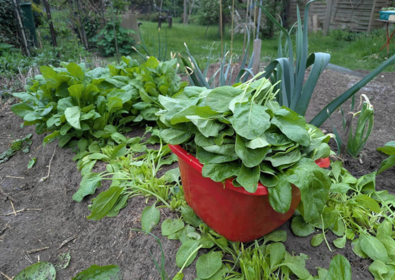 Spinaternte im Kleingarten