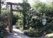 Bild: Eingangspforte zum Teegarten - neben der Steinlaterne blüht übrigens gerade eine Lavendelheide. Steinlaternen am Bambusgarten: Die Steinlaternen stammen aus den buddhistischen Tempelgärten Japans. Sie dienen nicht wirklich zur Beleuchtung, da s