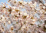 Die Baum des japanischen Kirschblütenfest (Tag des Grüns 29. April bis 5. Mai) ist die Maienkirsche: Prunus yedoensis. In diesem Jahr ist sie nun schon vor dem Monat Mai voll erblüht. Der bekannte Blütenschnee-Effekt kommt natürlich nur zum tragen,