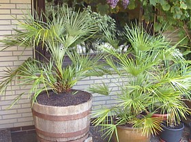 Terrassenpflanzen in Töpfen mit Torfgranulat