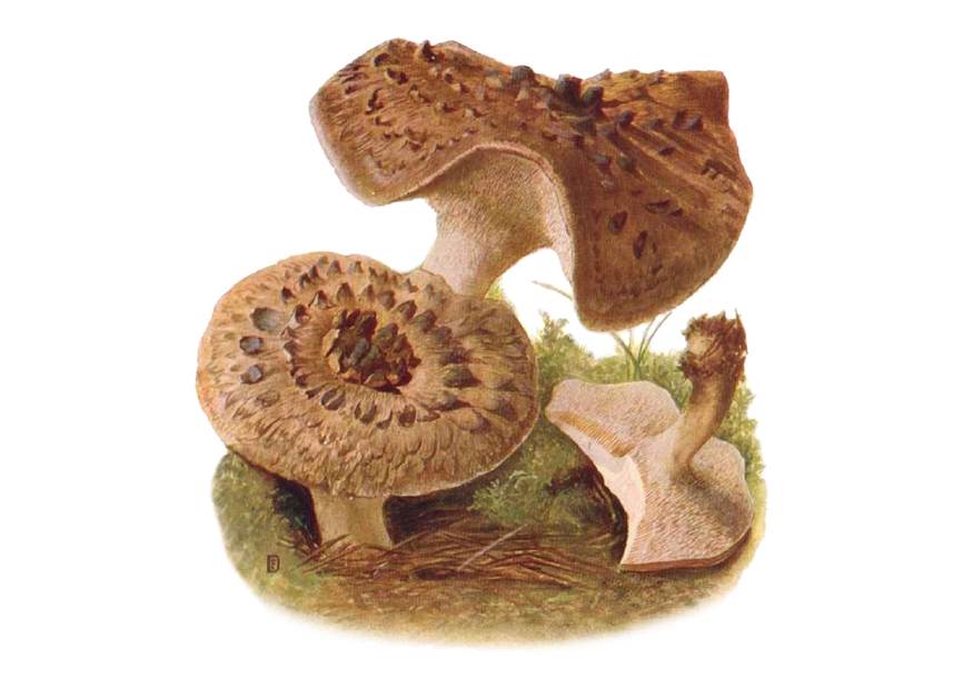 Habichtspilz - Hydnum imbricatum - Pilze bestimmen