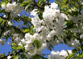 Süßkirsche ☺ Kirschbaum Schneiden, Schnitt, Rückschnitt (Krone, Äste