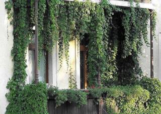 Grüner Balkon