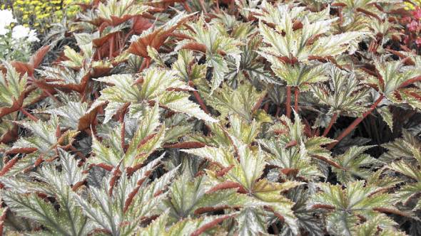 Begonia cultivars Gryphon