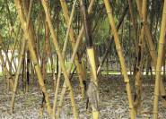 Hoher winterharter Bambus