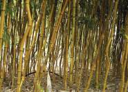 Der beliebte Spectabilis-Bambus.