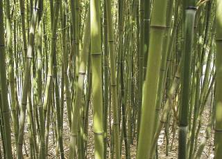 Grüner Pulver-Bambus
