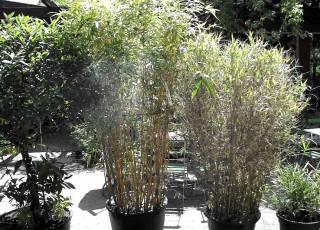 Kübelpflanzen Bambus in Kübeln als Sichtschutz