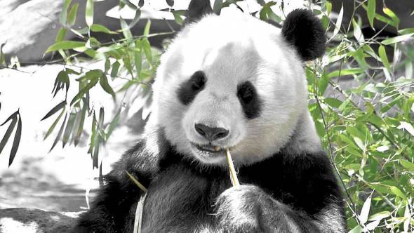 Panda Bär Bambusbär