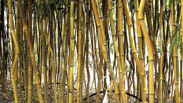 Zickzack-Bambus