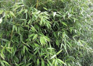 Pyllostachys bissetii Bambustee