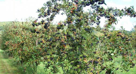 Schwarze Apfelbeere Aroniaplantage