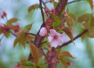 Prunus nipponica var. kurilensis 'Brillant'