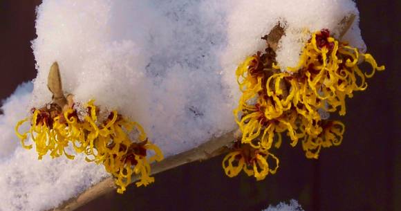 Zaubernuss Blüten im Schnee