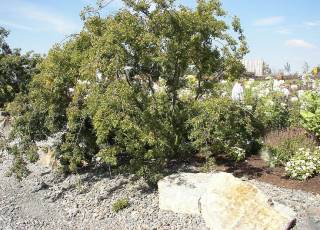 Kaukasische Zelkove Zelkova carpinifolia