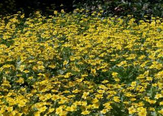 Waldsteinia gelber blühender Pflanzenteppich