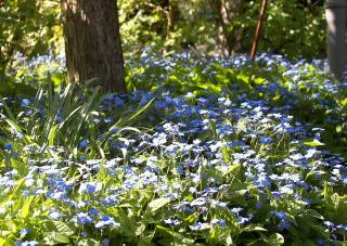 Omphalodes verna blaue Blüten