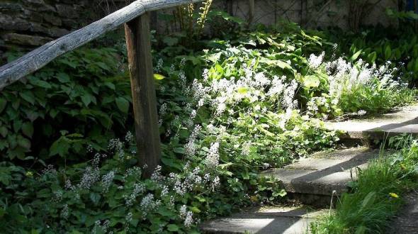 Tiarella cordifolia  Schaumblüte an einer Treppe