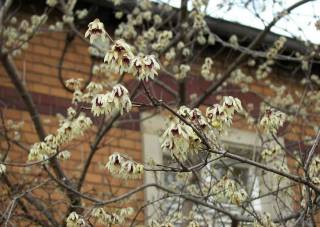 Chimonanthus praecox duftende Winterblüte