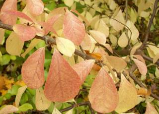 Orixa japonica, Herbstlaub