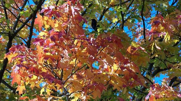 Acer platanoides Herbstlaub