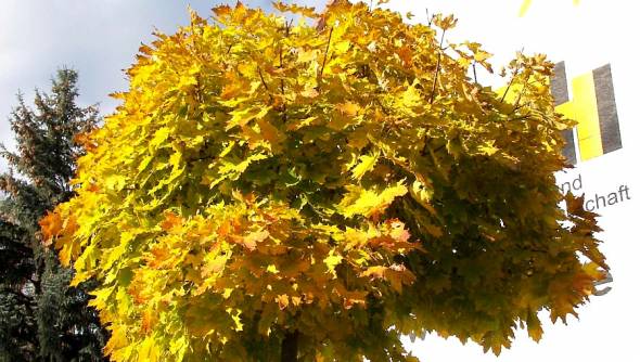Kugelahorn gelbes Herbstlaub
